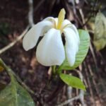 Buy Gardenia gummifera - Live Plant Online Shopping for Sale