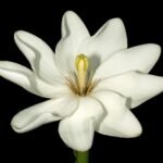 Buy Gardenia thunbergia - Live Plant Online Shopping for Sale