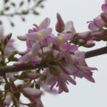Buy Glyricidia sepium - Live Plant Online Shopping for Sale