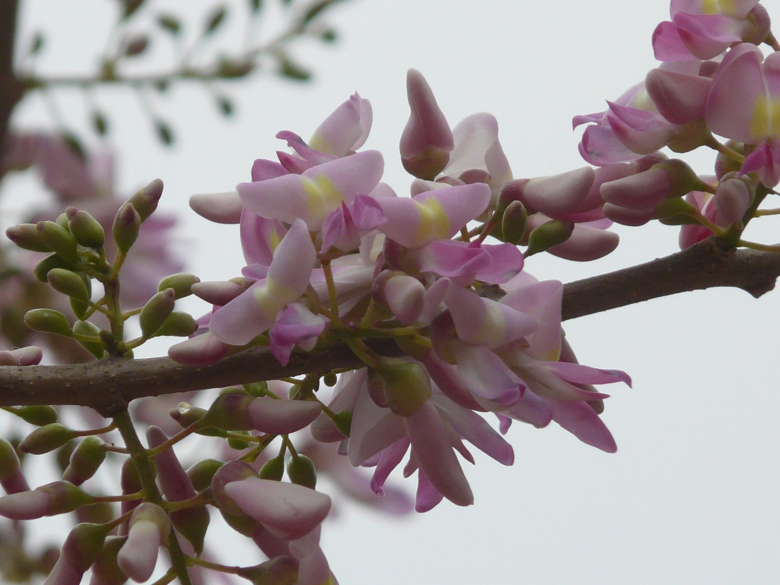 Gliricidia_sepium.jpg Buy Glyricidia sepium - Live Plant Online Shopping for Sale - Image 1
