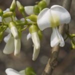 Buy Gliricida sepium - Live Plant Online Shopping for Sale