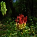 Buy Gloriosa superba - Live Plant Online Shopping for Sale