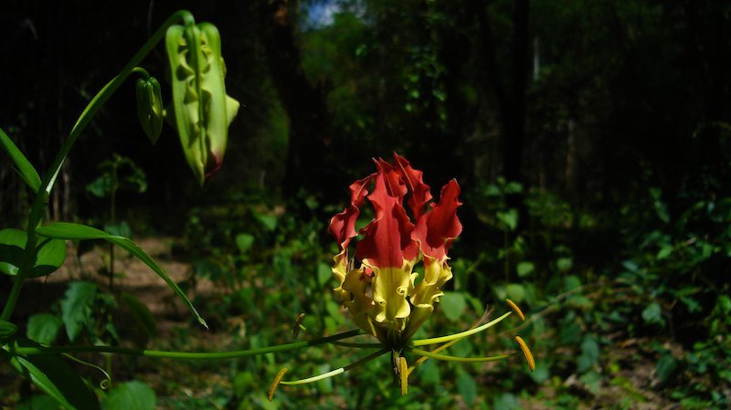 Gloriosa_superba_.jpg Buy Gloriosa superba - Live Plant Online Shopping for Sale - Image 1