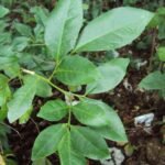 Buy Glycosmis mauritiana - Live Plant Online Shopping for Sale