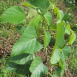 Buy Gmelina arborea - Live Plant Online Shopping for Sale