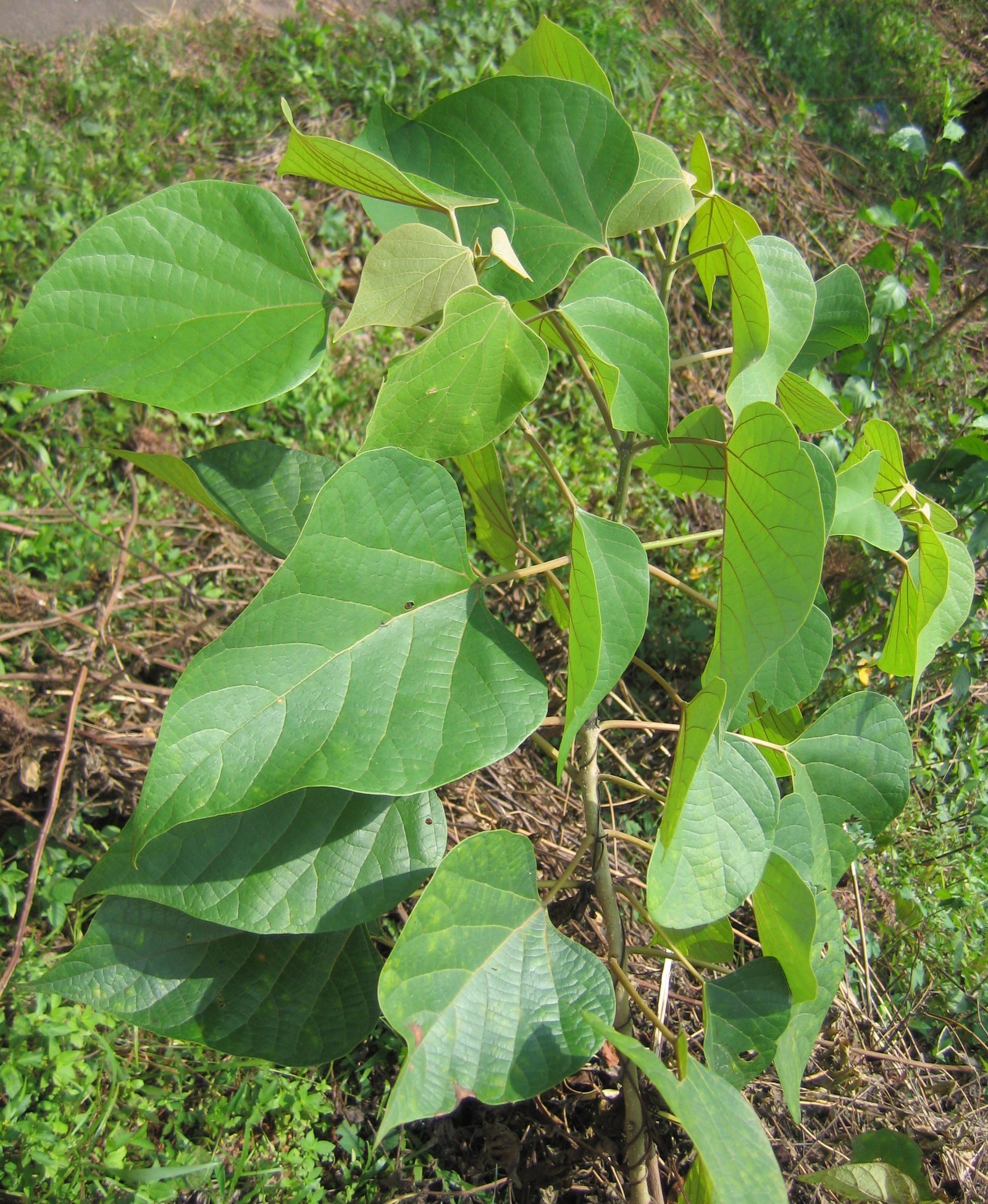 Gmelina_arborea_plant.jpg Buy Gmelina arborea - Live Plant Online Shopping for Sale - Image 1