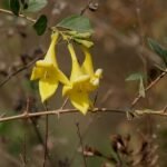 Buy Gmelina asiatica - Live Plant Online Shopping for Sale