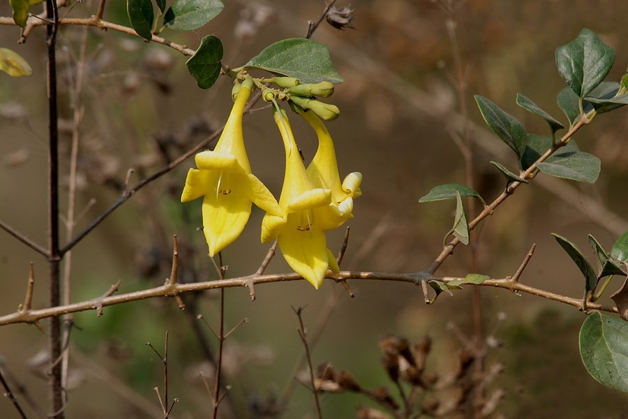 Buy Gmelina asiatica - Live Plant Online Shopping for Sale - Image 1
