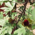 Buy Gossypium arboreum - Live Plant Online Shopping for Sale
