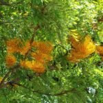 Buy Grevillia robusta - Live Plant Online Shopping for Sale