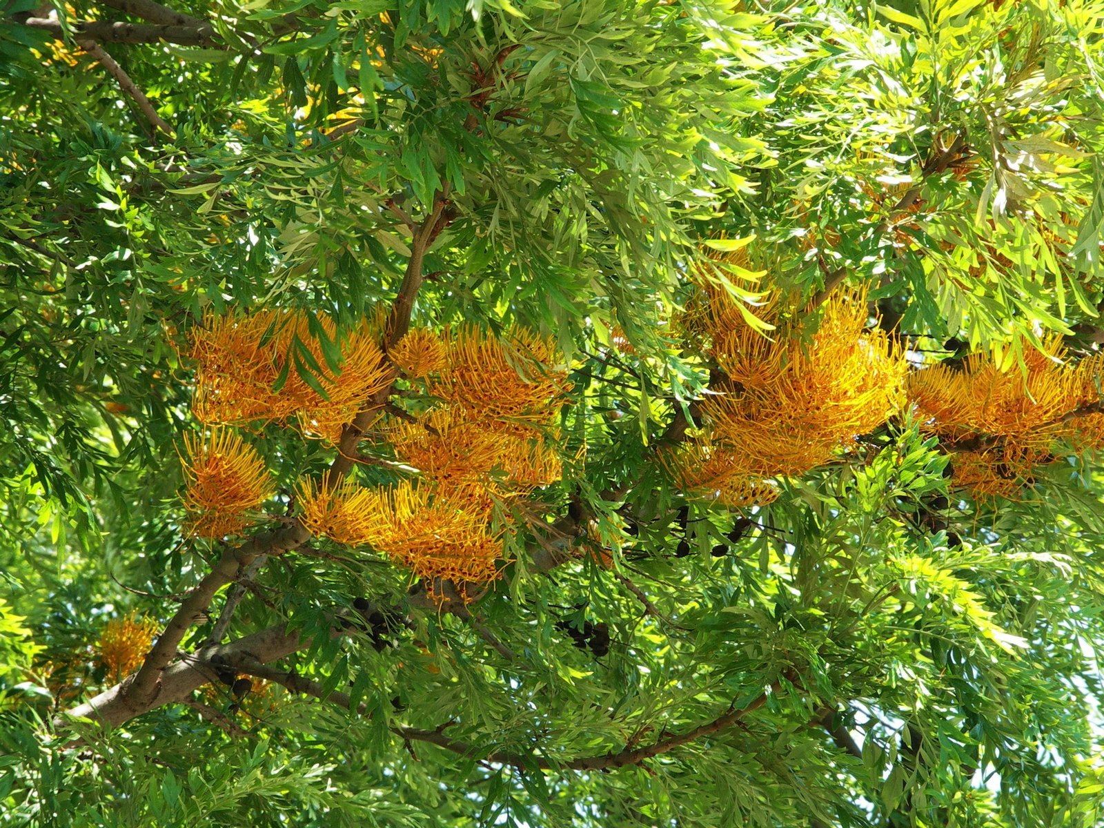 Grevillea_robusta-1.jpg Buy Grevillia robusta - Live Plant Online Shopping for Sale - Image 1