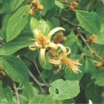Buy Grewia rhamnifolia - Live Plant Online Shopping for Sale