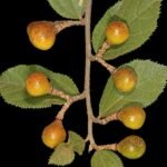 Buy Grewia flavescens - Live Plant Online Shopping for Sale