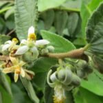 Buy Grewia hirsuta - Live Plant Online Shopping for Sale