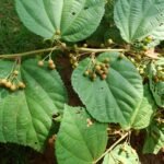 Buy Grevia optiva - Live Plant Online Shopping for Sale