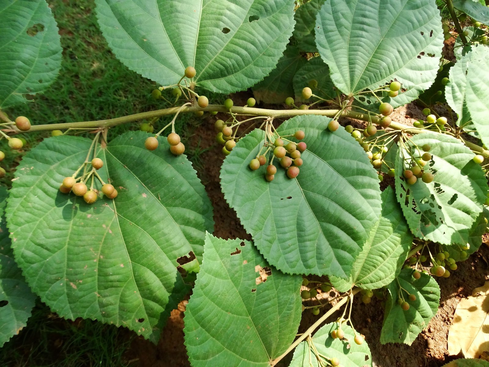 Grewia_optiva.jpg Buy Grevia optiva - Live Plant Online Shopping for Sale - Image 1