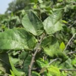 Buy Guazuma ulmifolia - Live Plant Online Shopping for Sale
