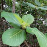 Buy panneer pushpam Air layered, பன்னீர் 
மரம், பன்னீர் புஷ்பம், Beach 
gardenia, guettarda speciosa, paneeru leaf, thiruchendur viboothi 
leaf - online shopping for sale