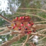 Buy Gunja, pachai kundrimani - 500 piece - Online Shopping for 
Sale