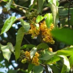 Gymnacranthera canarica