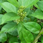 gymnema-sylvestre-gurmar-madhunashini