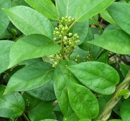 gymnema-sylvestre-gurmar-madhunashini