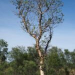 Buy Helicopter tree, stink wood, whirly whirly tree. tanukku, 
tanakku, gyrocarpus americanus - Live Plant Online Shopping for 
Sale