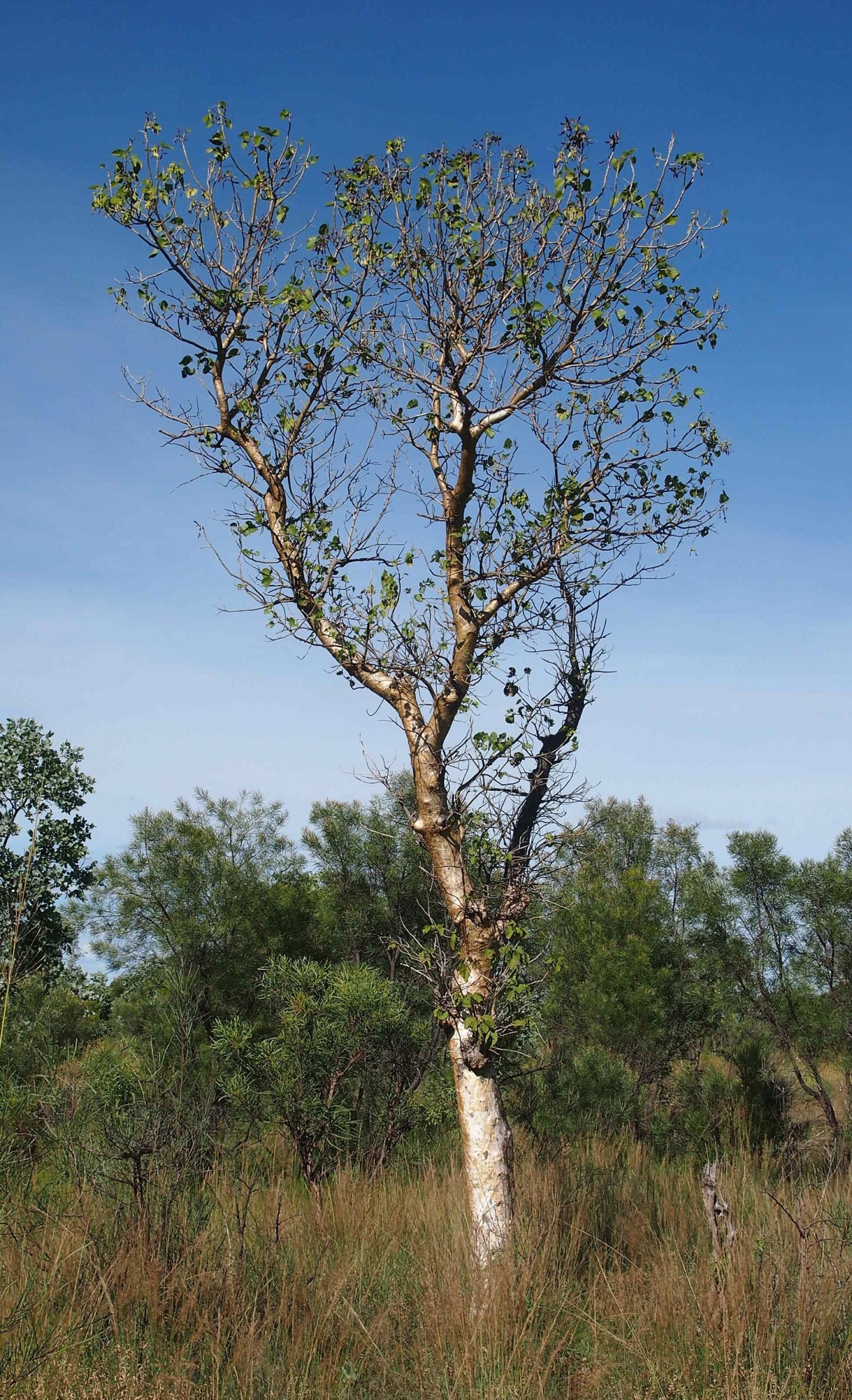 Gyrocarpus_americanus_tree Buy Helicopter tree, stink wood, whirly whirly tree. tanukku,
tanakku, gyrocarpus americanus - Live Plant Online Shopping for
Sale - Image 1