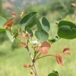 Buy Hardwickia mopane - Live Plant Online Shopping for Sale