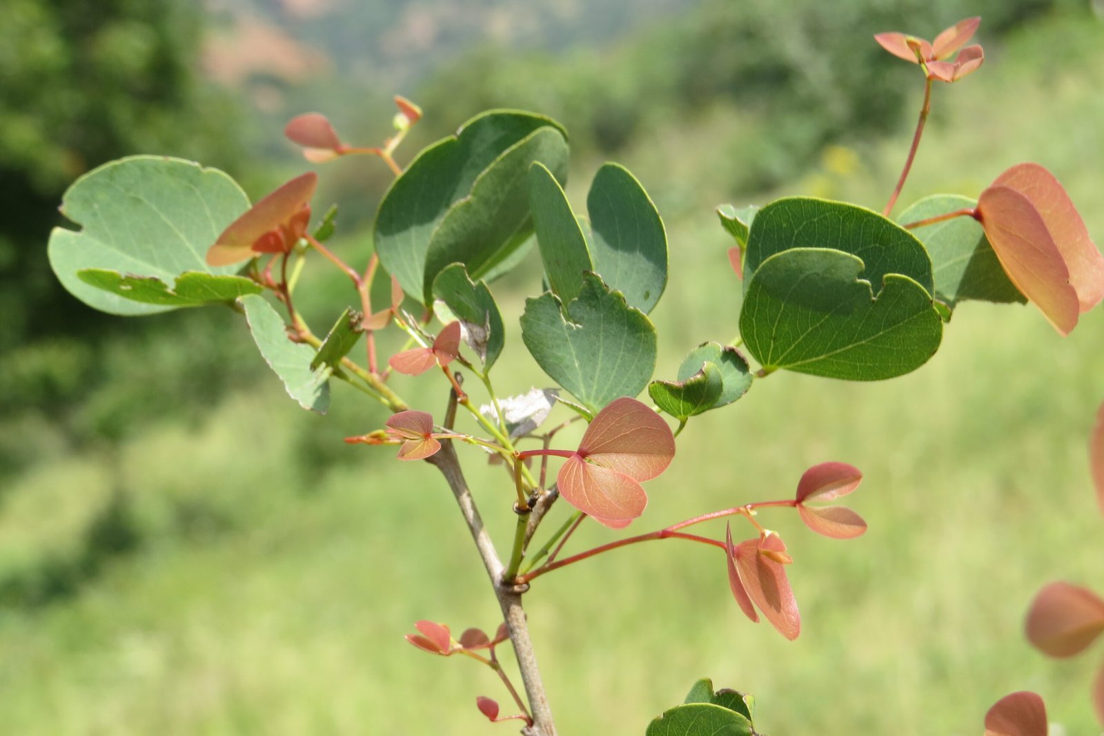 Hardwickia_binata_-_Anjan_at_Theni_28229-scaled-1.jpg Buy Hardwickia mopane - Live Plant Online Shopping for Sale - Image 1