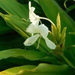 Buy Hedychium coronarium - Live Plant Online Shopping for Sale