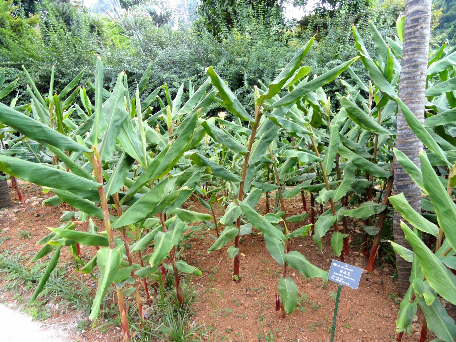 Hedychium_flavum_-_Kunming_Botanical_Garden_-_DSC03083 Buy Hedychium flavences - Live Plant Online Shopping for Sale - Image 1