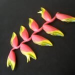 Buy Heliconia rostrata - Live Plant Online Shopping for Sale