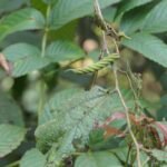 Buy Helicteres isora - Live Plant Online Shopping for Sale