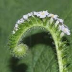 Buy Heliotropium indicum, indian turnsole, 
हाथाजोड़ी, Hathajori, Hastishundi, 
தேள்கொடுக்கு, thelkodukku - Live plant 
online shopping for sale