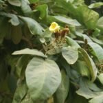 Buy Heterophragma adenophyllum - Live Plant Online Shopping for 
Sale