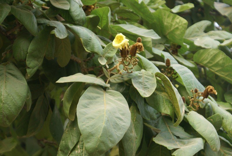 Heterophragma_adenophyllum-1.jpg Buy Heterophragma adenophyllum - Live Plant Online Shopping for
Sale - Image 1