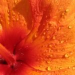 Buy Hibiscus dwarf - Live Plant Online Shopping for Sale