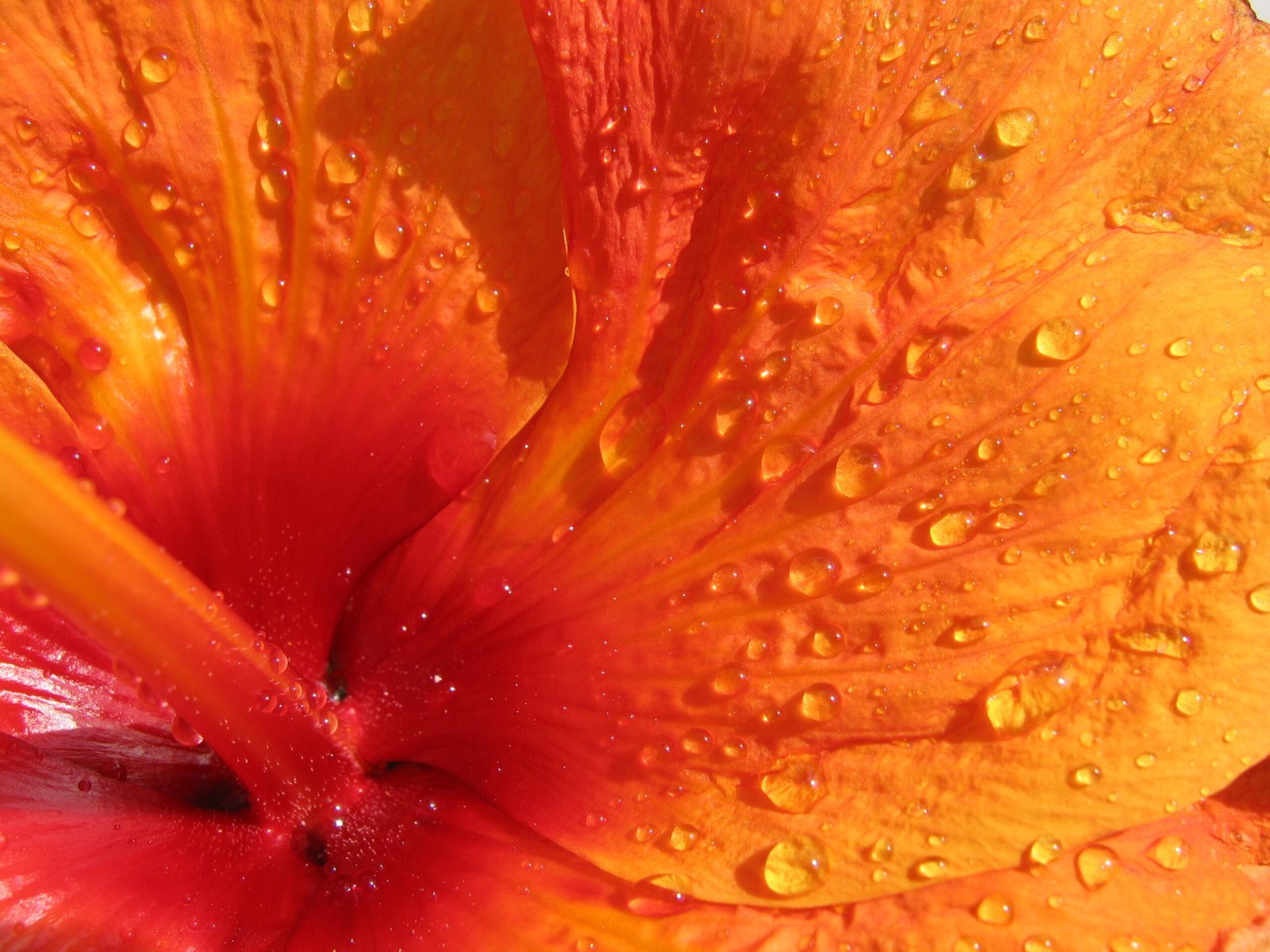Hibiscus_petal-scaled-1.jpg Buy Hibiscus dwarf - Live Plant Online Shopping for Sale - Image 1