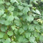 Buy Hibiscus tiliaceus - Live Plant Online Shopping for Sale