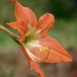 Buy Hippeastrum sp - Live Plant Online Shopping for Sale