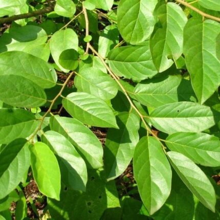Holoptelia integrifolia