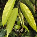 Buy Jangli Almond, Hydnocarpus Pentandra, Neeradi Muthu, 
Chalmogra, Nirvetta, Niradi - Vittulu Chalmogra, நீரடி 
முத்து,  चालमोगरा - Live plant online 
shopping for sale