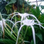 Buy Hymenocallis sp - Live Plant Online Shopping for Sale