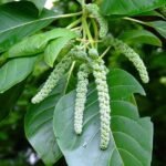 Buy Hymenodictyon orixense, bridal couch tree, काला 
बचनाग, kala bachnag, cinchona excelsa, Vellai kadambu, 
kadambu - sanga ilakkiyam - Live plant online shopping for sale