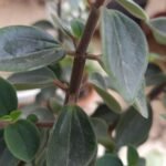 Buy karuppu vanabrahmi, peperomia sps, கருப்பு வனபிரம்மி - Live Plant Online Shopping for Sale