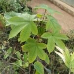 Buy Cochlospermum religiosum, Buttercup tree, Yellow slik cotton tree, Golden silk cotton tree, kattuparuthi - Live plant online shopping for sale