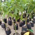 Buy Butter fruit Grafted, Avacado Grafted, persea anericana, vennai pazham, makhanphal grafted - Live plant online shopping for sale