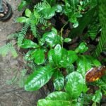 Citrus Medica - air layered, Madhulangam, Kodi elumichai, Galgal, Madala, Ganapati Narakam, கணபதி நாரத்தங்காய் - Live Plant