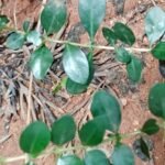 Buy Mulpaavattai, sirukkaarai, benkara malabarica - live plant online shopping for sale